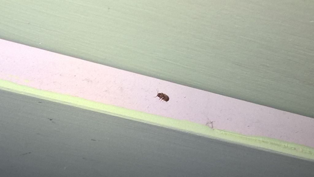 Insetti piccoli nella dispensa: Lasioderma serricorne